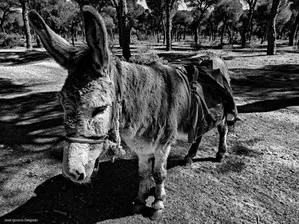 Burro