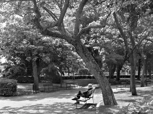 Árbol & humano