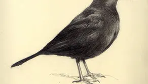 Conocer pájaros