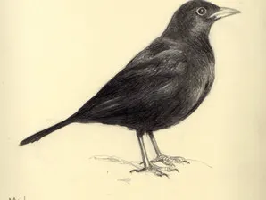 Conocer pájaros