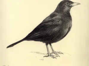 Conocer pájaros