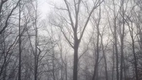 Bosque de Invierno