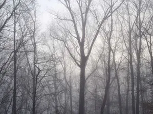 Bosque de Invierno